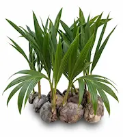 Grupo de mudas de coco anão germinadas com folhas verdes vibrantes, prontas para o plantio em casas, sítios e jardins